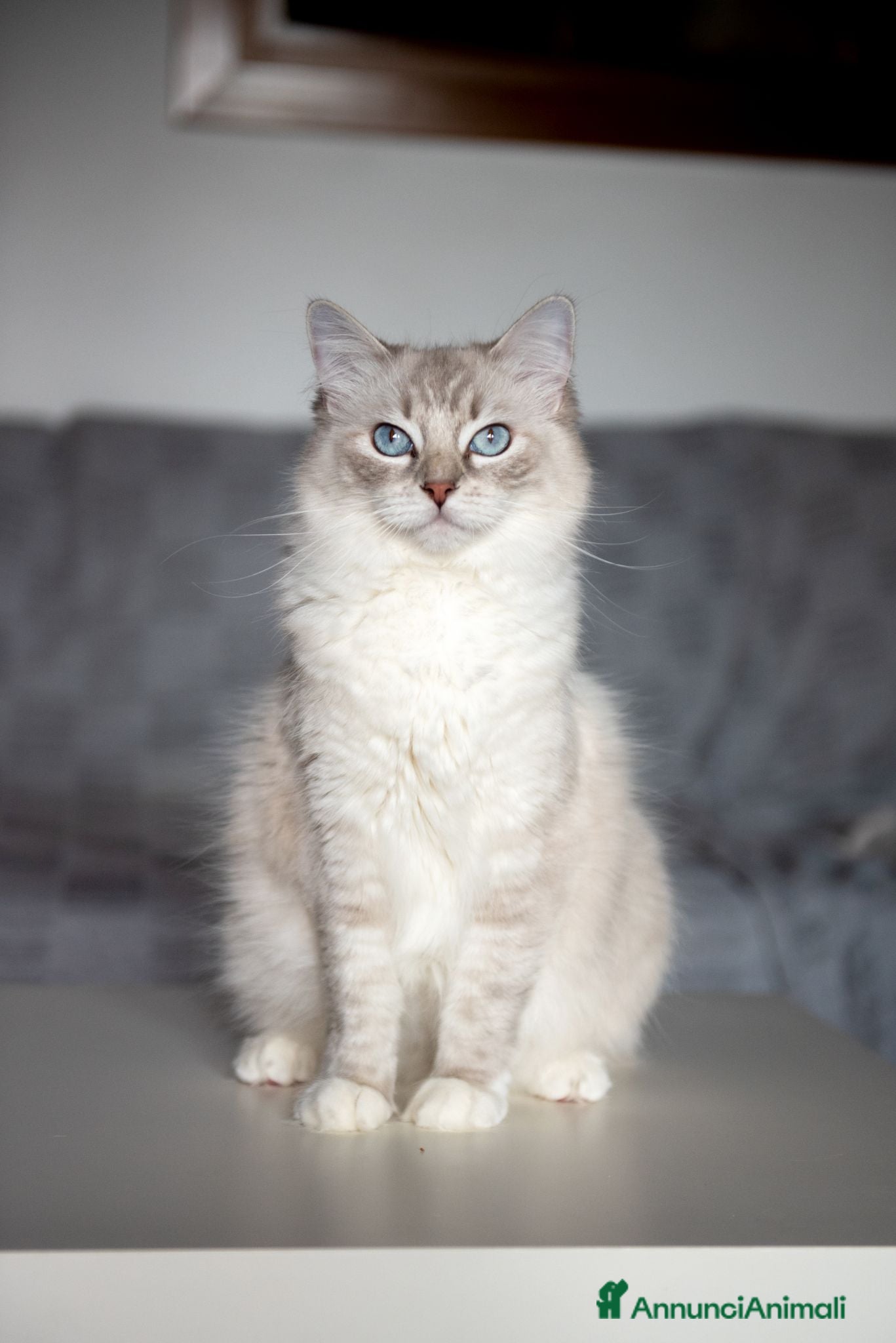 Ragdoll gatti in vendita: Allevamento amatoriale di Ragdoll WhiteAngels  - Annuncio 1