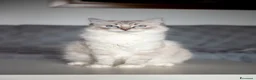 Ragdoll gatti in vendita: Allevamento amatoriale di Ragdoll WhiteAngels  a Provincia di Como - Annuncio 1