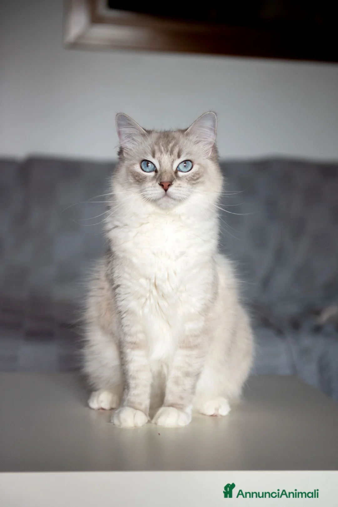 Ragdoll gatti in vendita: Allevamento amatoriale di Ragdoll WhiteAngels  a Provincia di Como - Annuncio 1