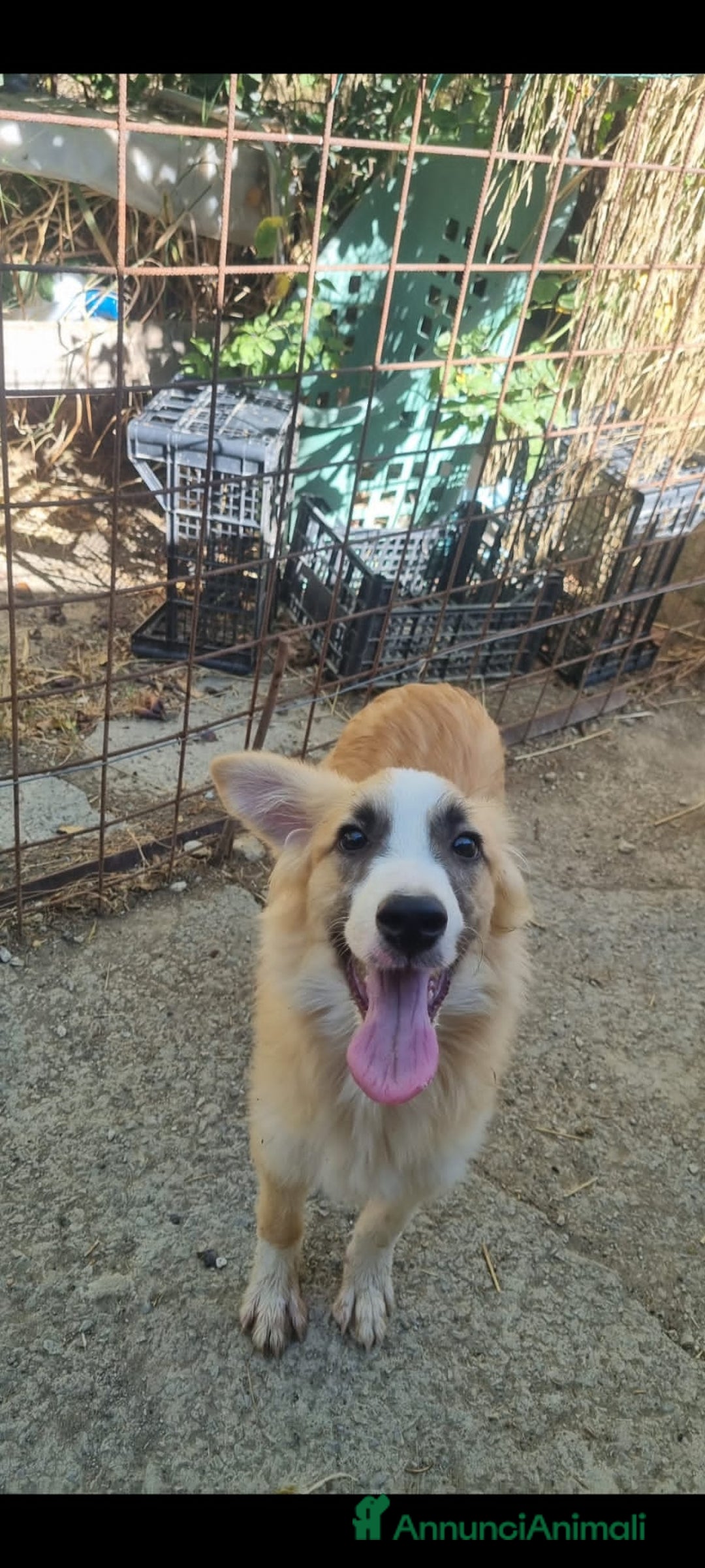 Altre razze cani in regalo: DENNY SAMMY - Annuncio 4