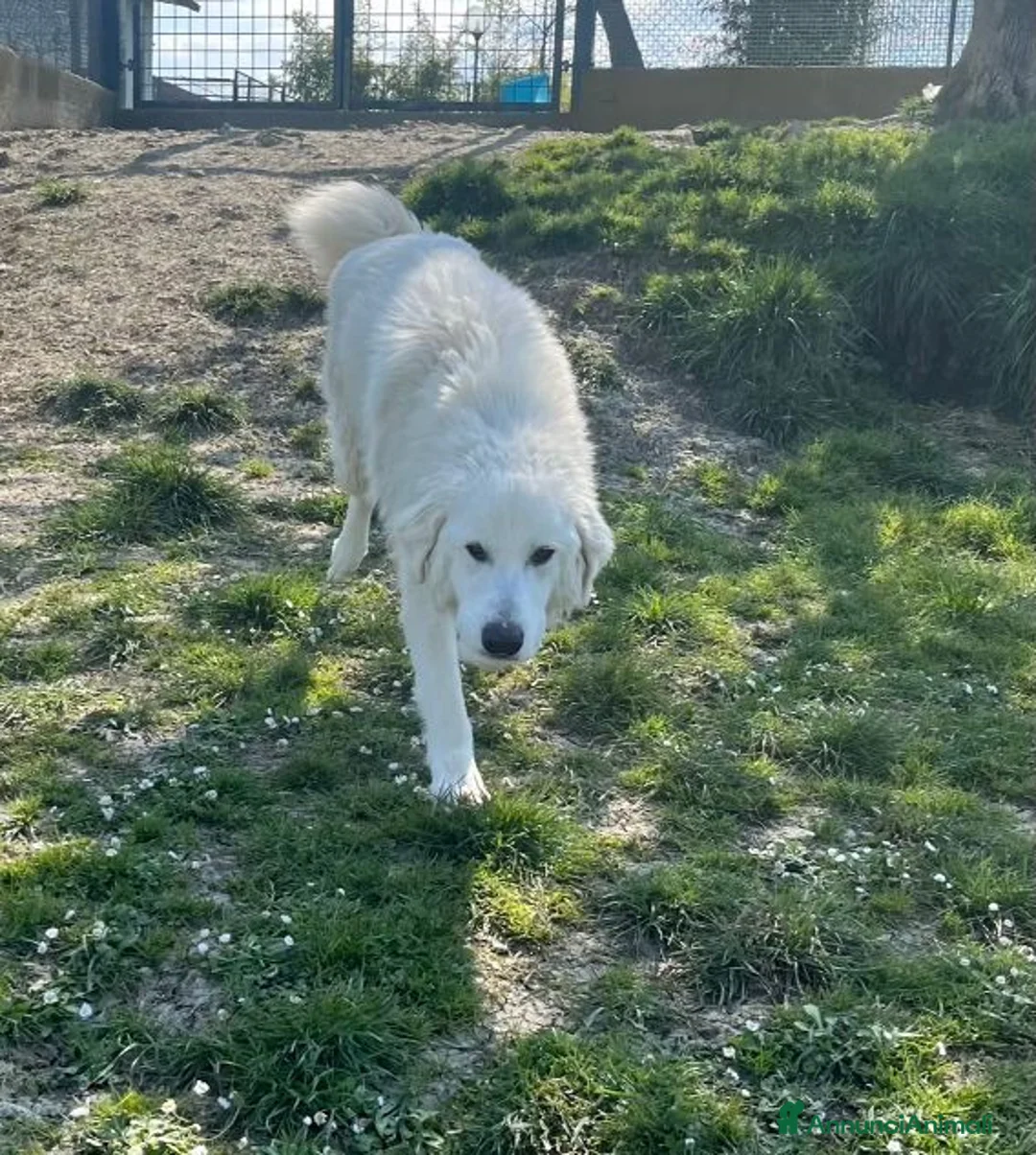 Pastore Abbruzzese Maremmano cani in regalo: JERRY con tanta voglia di correre a Provincia di Macerata - Annuncio 2
