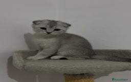 British gatti in vendita: Scottish fold a Provincia di Treviso - Immagine 3