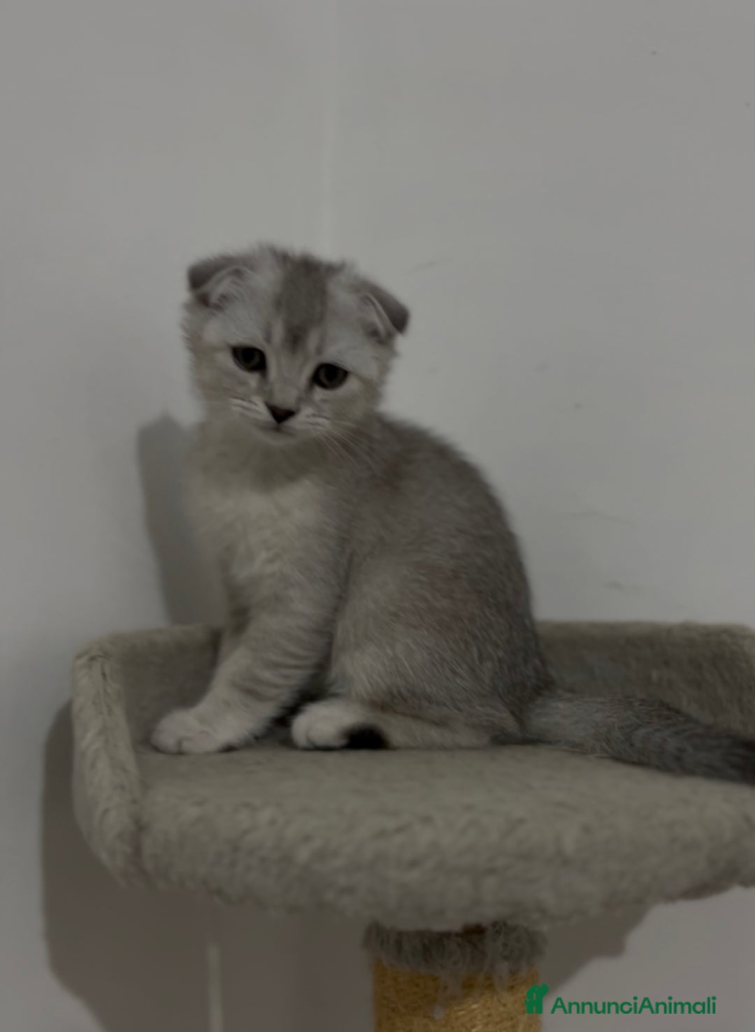 British gatti in vendita: Scottish fold a Provincia di Treviso - Immagine 3