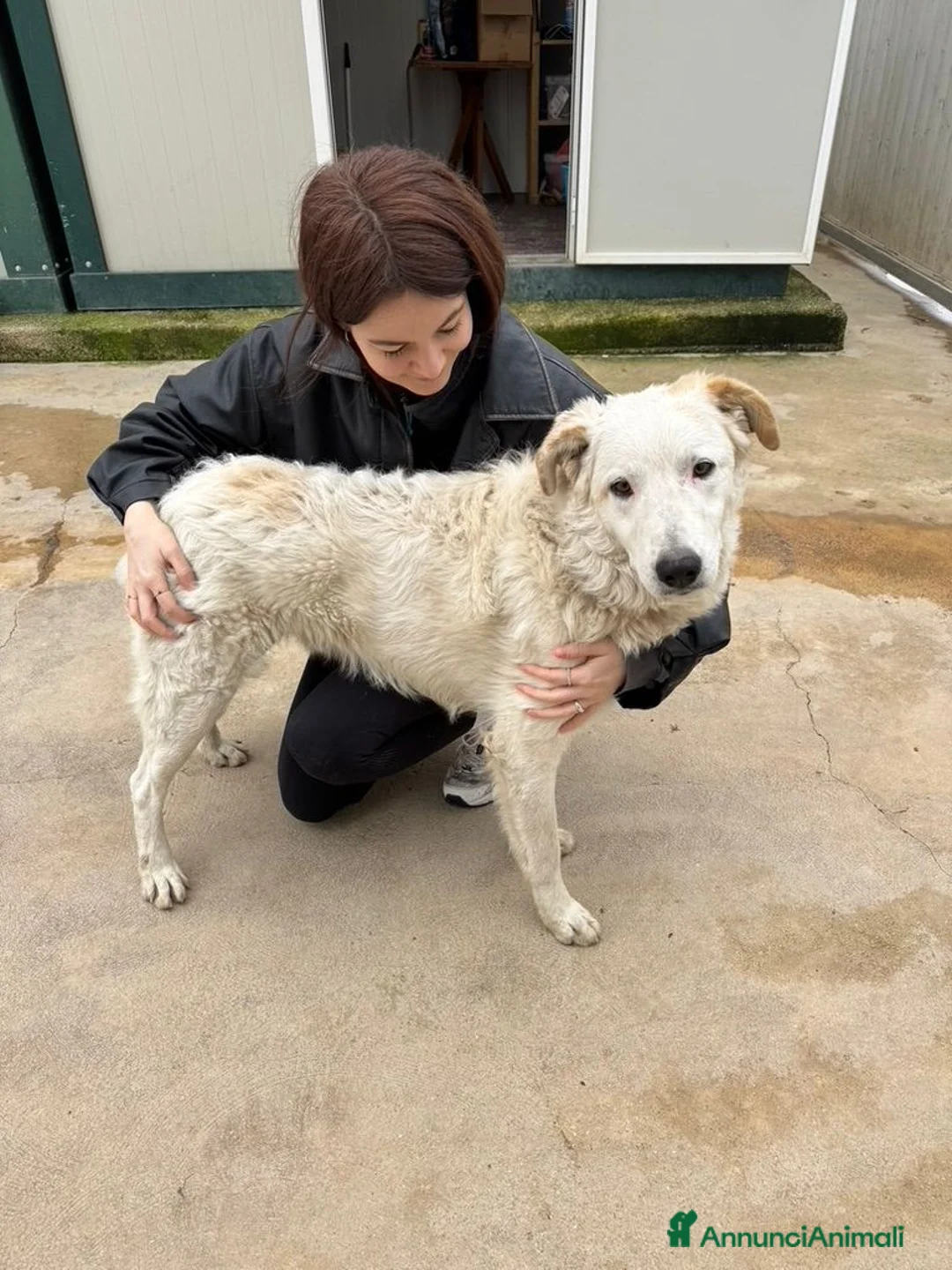 Meticcio cani in regalo: Ugo: cucciolone buonissimo con tutti  - Annuncio 10