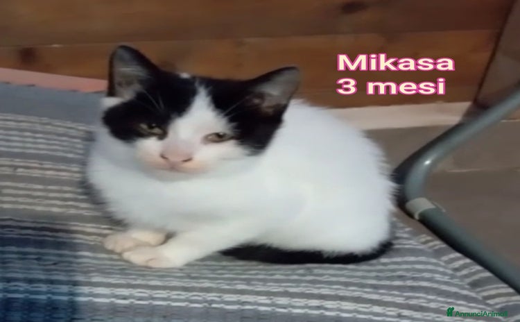 Europeo gatti TANTI MICINI SOLI! - Annuncio 2