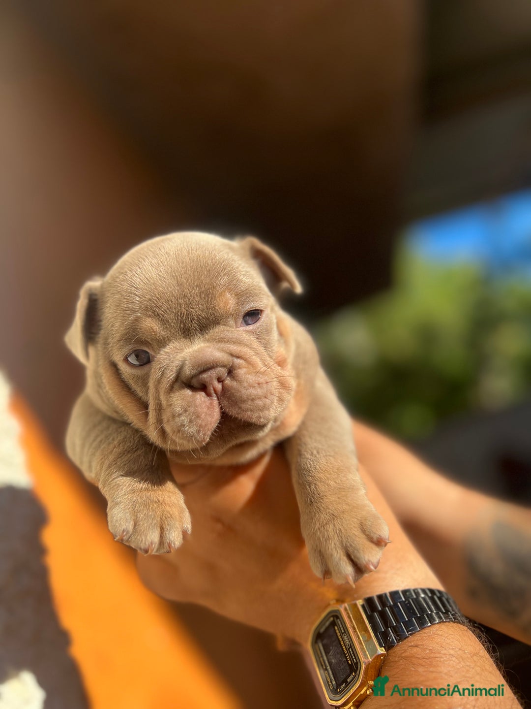 Bulldog Francese cani in vendita: Bulldog francese  a Città metropolitana di Palermo - Immagine 5