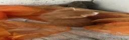 Europeo gatti in regalo: Rosso diamante - Annuncio 3