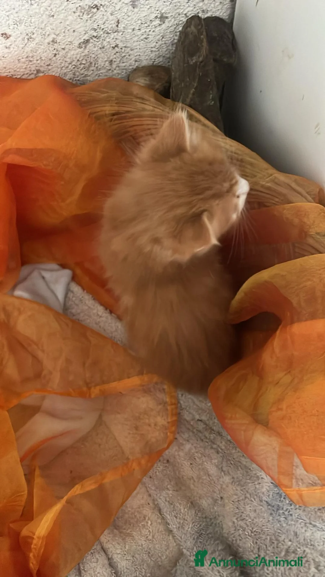Europeo gatti in regalo: Rosso diamante - Annuncio 3