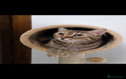 Europeo gatti in regalo: Dolcissimo Gattino in regalo 🩷 - Immagine 3