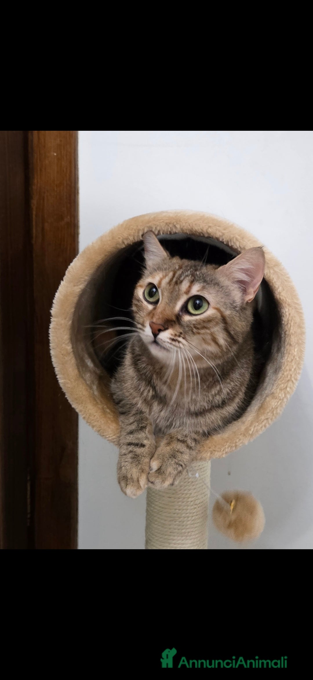 Europeo gatti in regalo: Dolcissimo Gattino in regalo 🩷 - Immagine 3