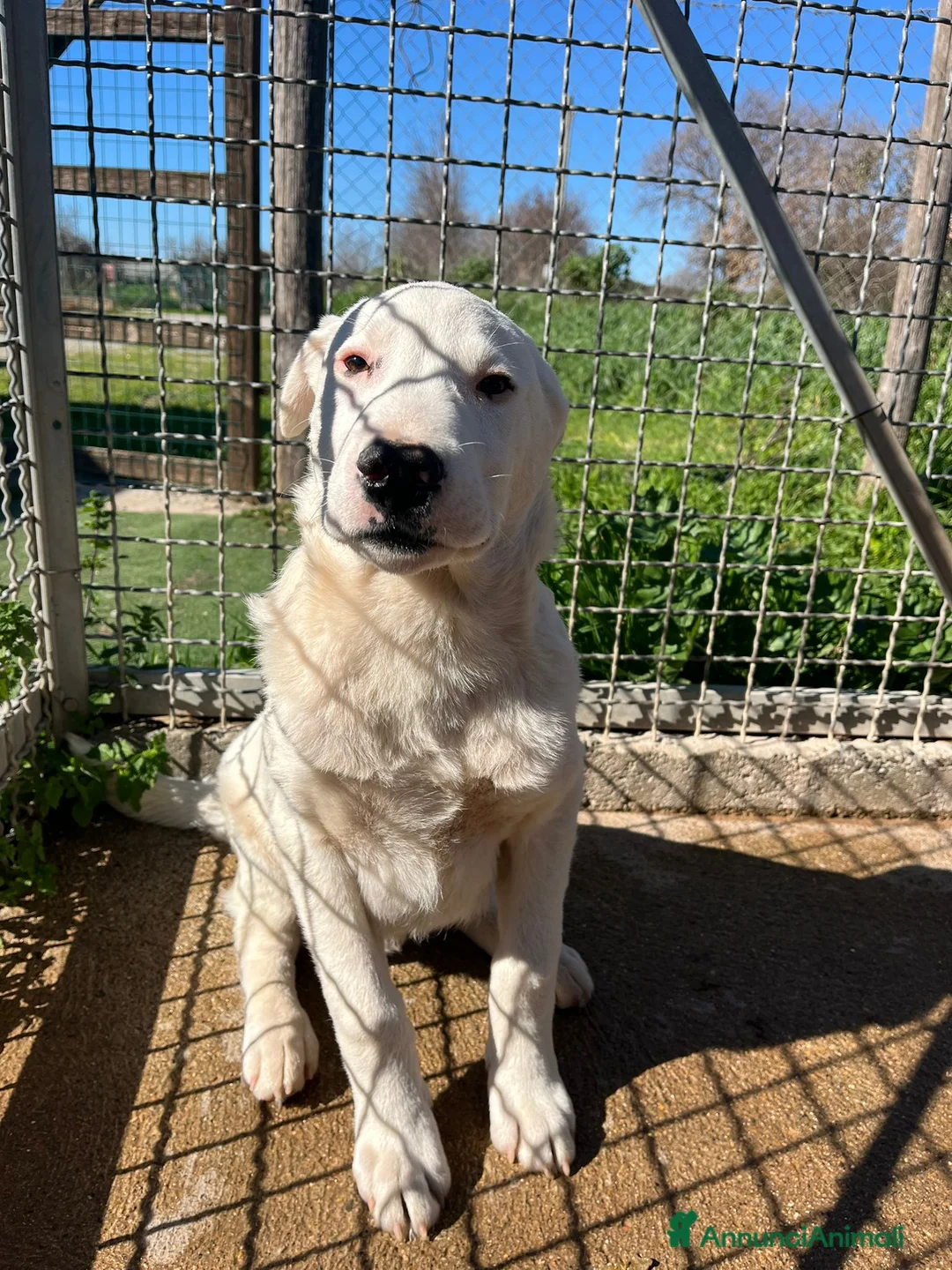 Meticcio cani in regalo: Cucciolo in canile  - Annuncio 2