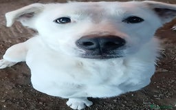 Labrador cani in regalo: Heide meravigliosa derivata labrador in adozione a Provincia di Latina - Immagine 4