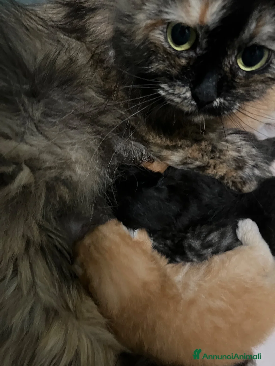 Siberiano gatti in vendita: Cuccioli di gatto Siberiano con pedigree Anfi - Annuncio 9