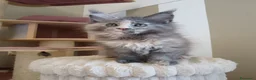 Maine Coon gatti in vendita: Femmina maine coon con pedigree FIFE  - Annuncio 3