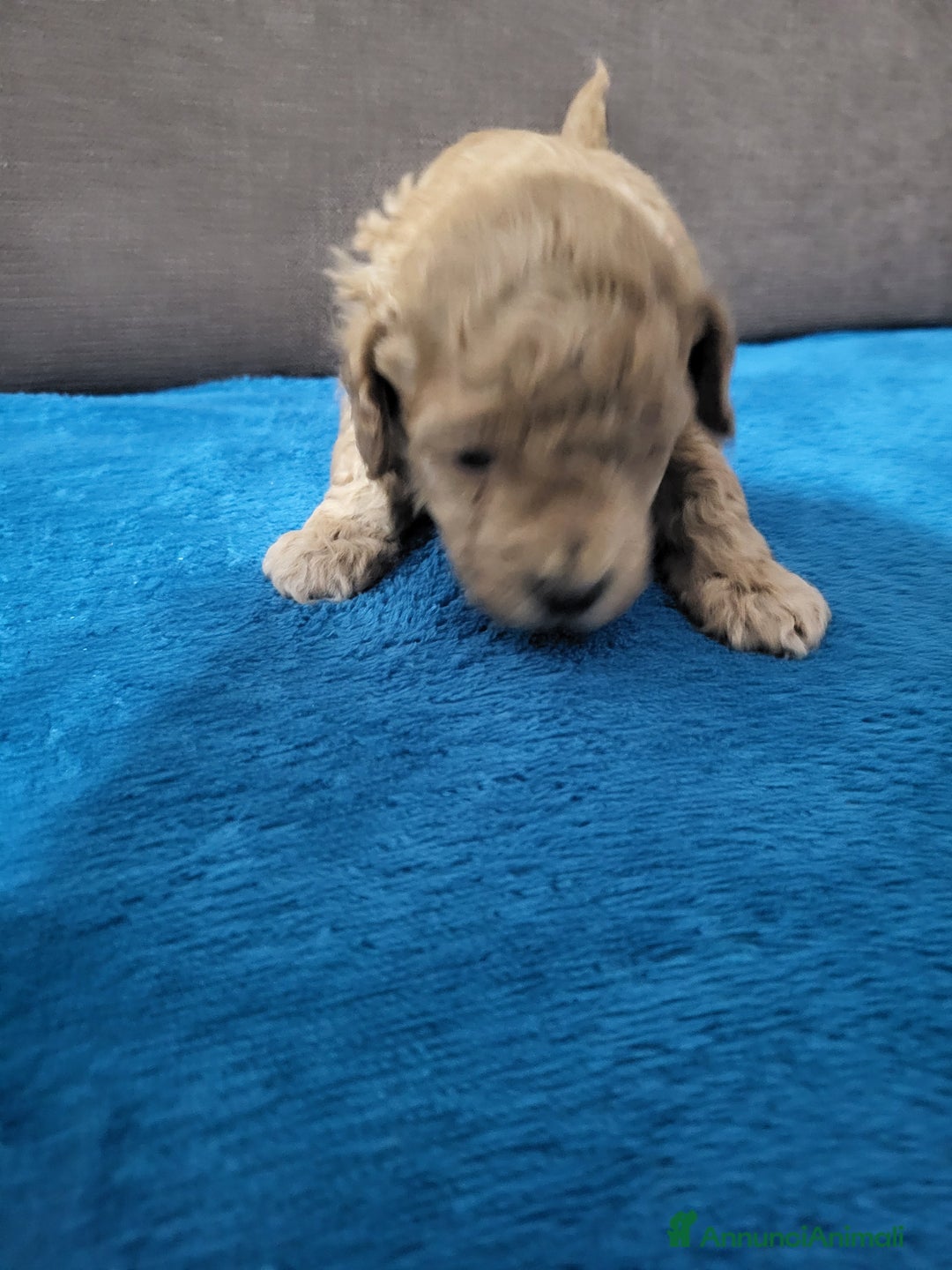 Barboncino Toy cani in vendita: Barboncino minitoy  - Annuncio 5