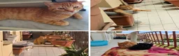 Meticcio gatti in regalo: GATTINI/E E GATTO ADULTO a Provincia di Monza e della Brianza - Annuncio 6