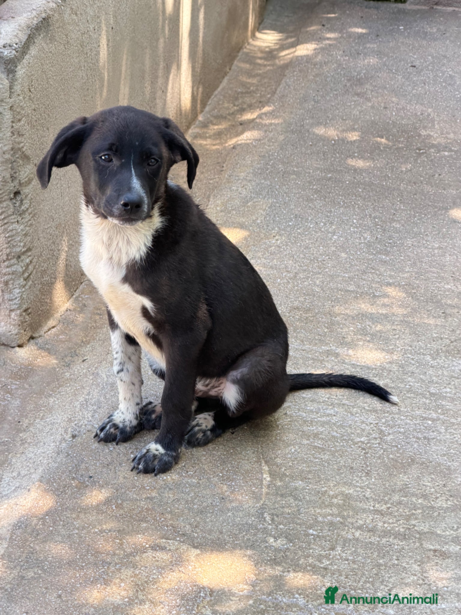 Meticcio cani Lino 3 mesi - Annuncio 22