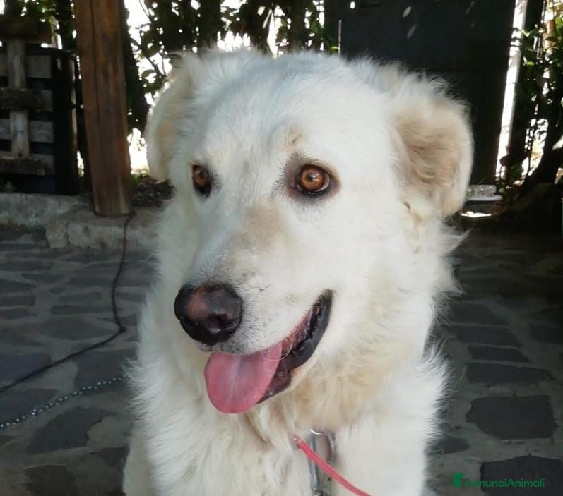 Meticcio cani LA DOLCE SALLY HA BISOGNO DI TE, IN ADOZIONE - Annuncio 24