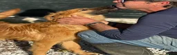 Meticcio cani in regalo: 9 mesi, carattere splendido, taglia media  - Annuncio 5