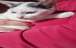 Europeo gatti in regalo: Macchia cerca casa 🏡  - Immagine 6