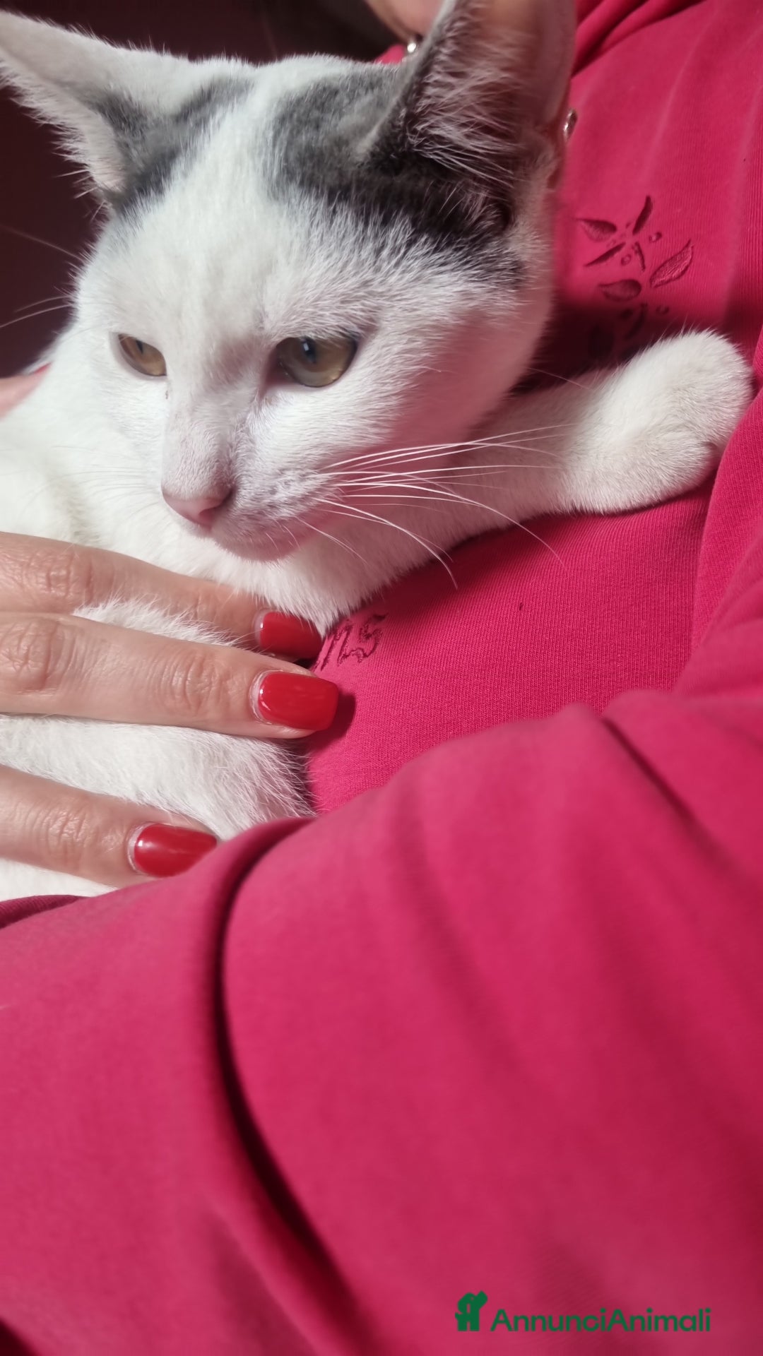 Europeo gatti in regalo: Macchia cerca casa 🏡  - Immagine 6