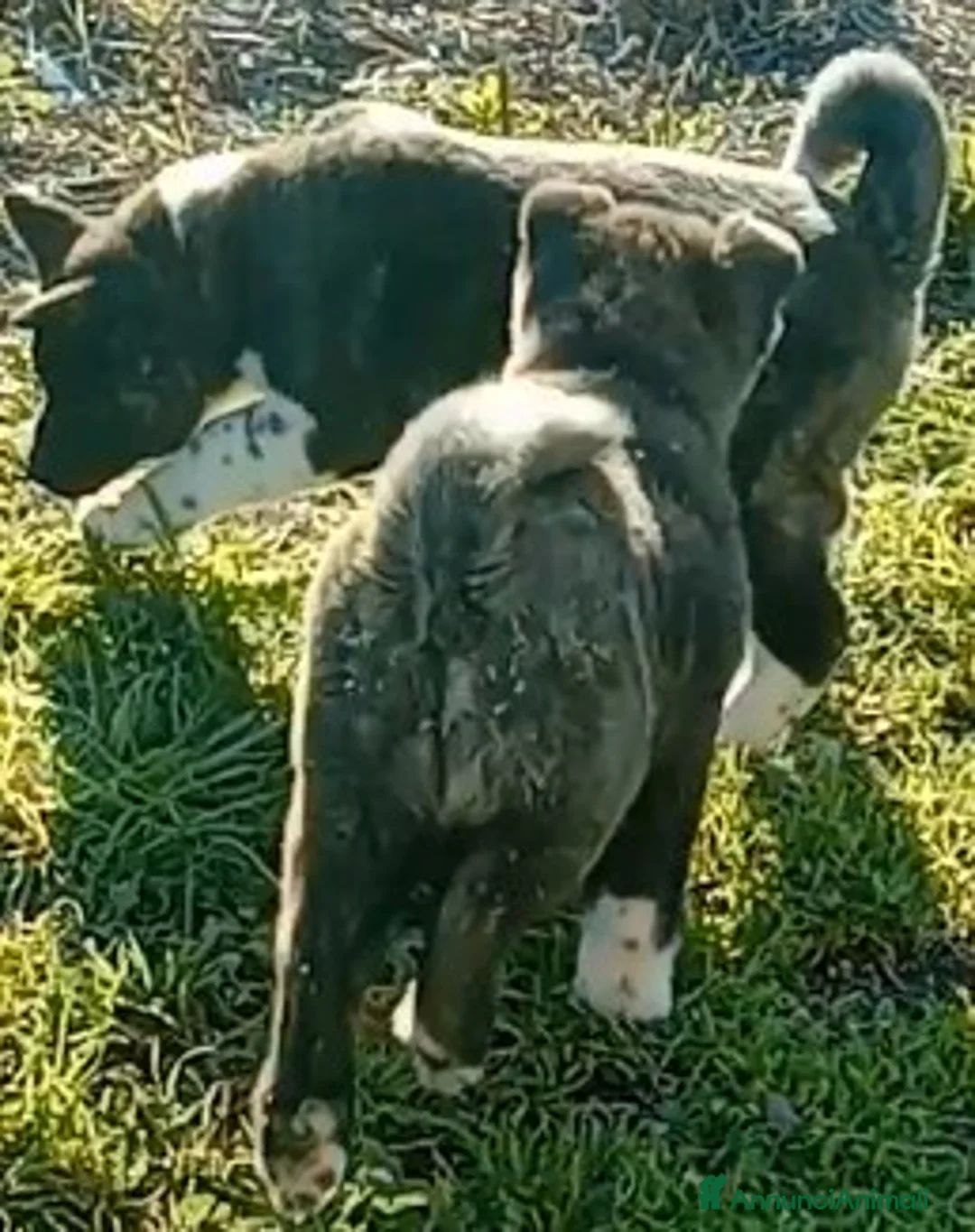 Akita Americano cani in vendita: AKITA AMERICANO  - Annuncio 7