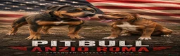 Pitbull cani in vendita: Pitbull cuccioli Tricolor  - Annuncio 1