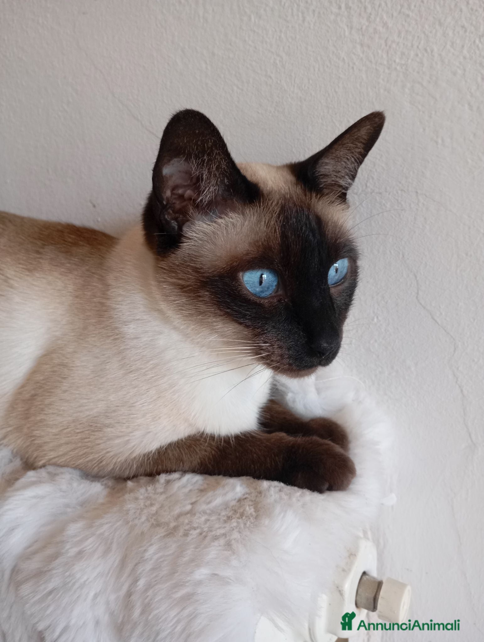 Thai gatti Old Style Siamese, Thai con Pedigree e microchip - Annuncio 2