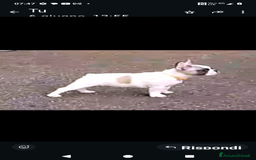 Bulldog Francese cani in vendita: Bellissimi cuccioli di bouledogue francese  a Provincia di Massa e Carrara - Immagine 5