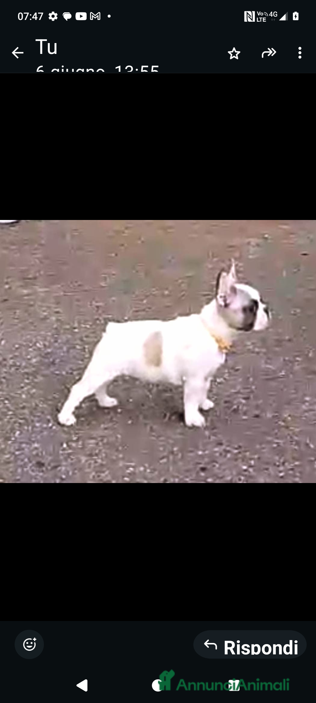 Bulldog Francese cani in vendita: Bellissimi cuccioli di bouledogue francese  a Provincia di Massa e Carrara - Immagine 5