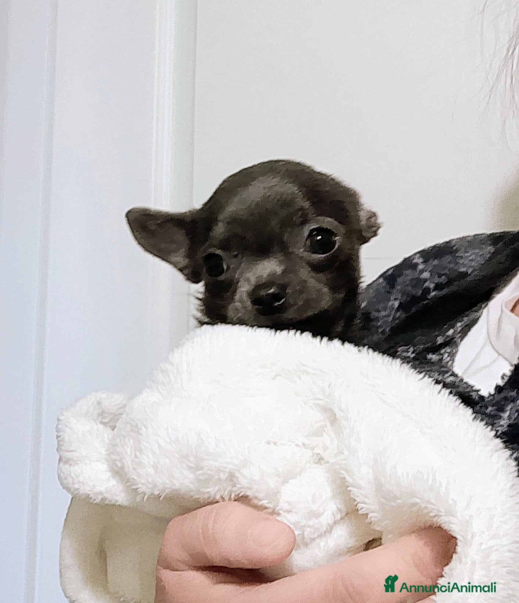 Chihuahua cani Chihuahua con pedigree ENCI  - Annuncio 9