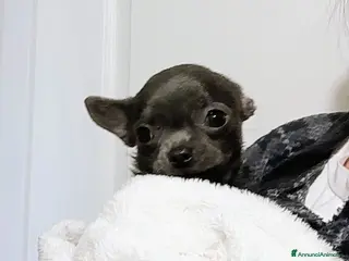 Chihuahua cani Chihuahua con pedigree ENCI - Annuncio 1