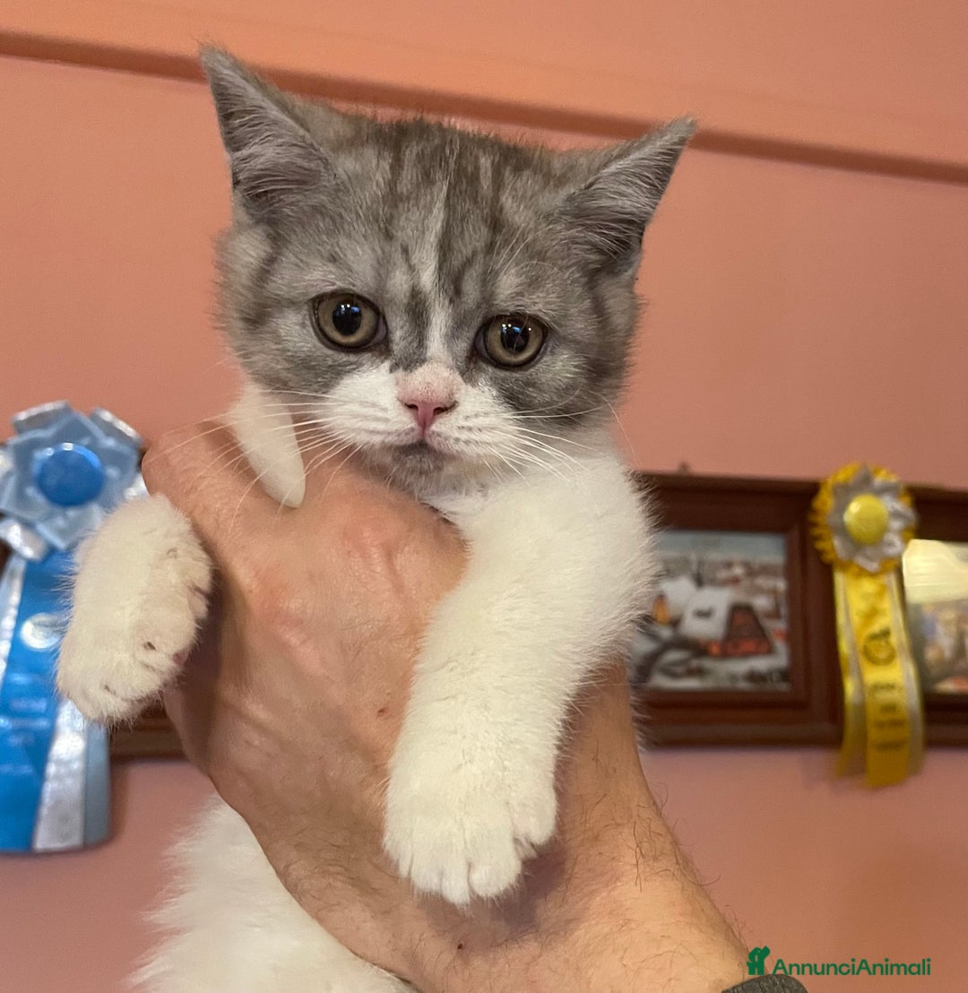 Scottish gatti in vendita: CUCCIOLI SCOTTISH STRAIGHT MASCHIO E FEMMINA  - Annuncio 4