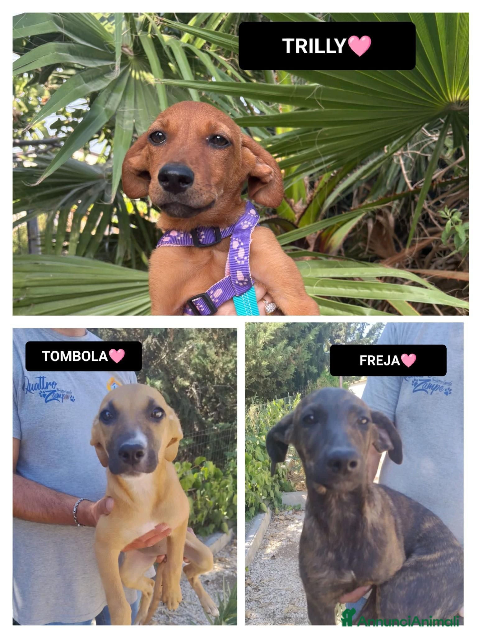Meticcio cani TRILLY, TOMBOLA E FREJA - Annuncio 35