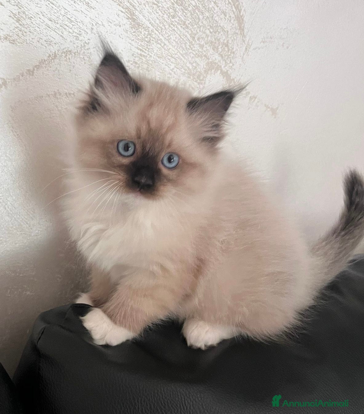 Ragdoll gatti Bellissimi cuccioli di Ragdoll - Annuncio 1
