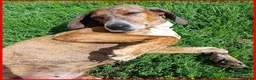 Segugio cani in regalo: SVITOL adorabile segugetta a Città metropolitana di Milano - Annuncio 1