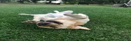 Labrador cani in regalo: A Bologna, Labrador, 7 anni   - Annuncio 3