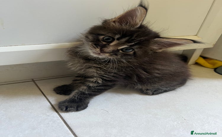Maine Coon gatti a Città Metropolitana di Torino - Annuncio 10