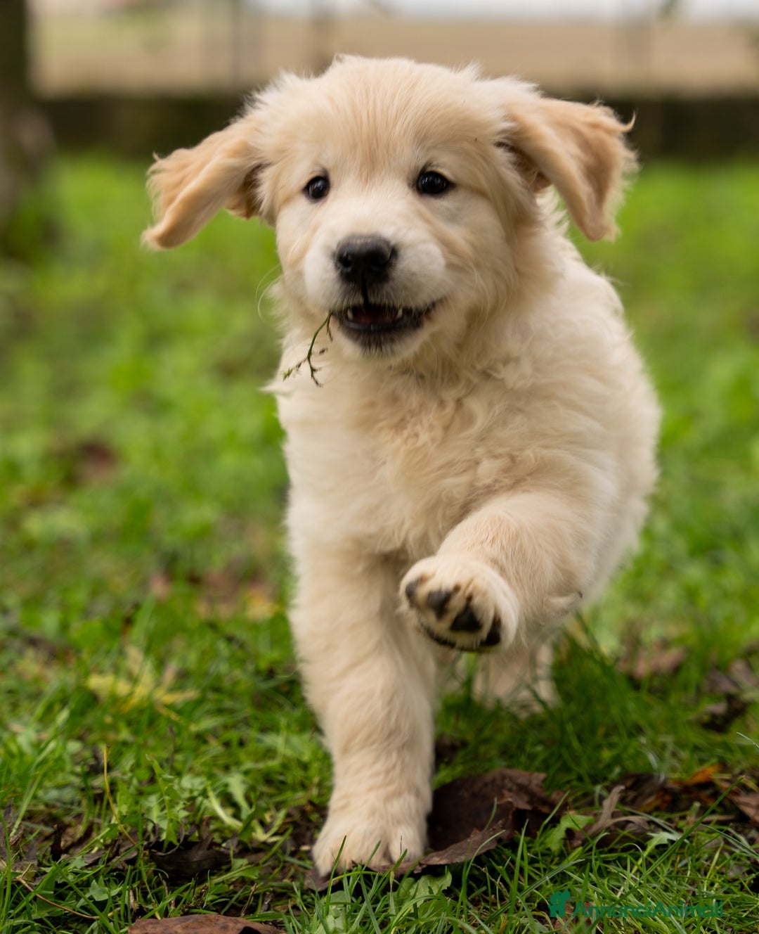 Golden Retriever cani in vendita: cuccioli di golden retriever a Provincia di Rovigo - Immagine 4