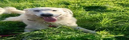 Pastore Maremmano cani in regalo: Tony anima dolcissima rinchiuso dentro un recinto - Annuncio 4