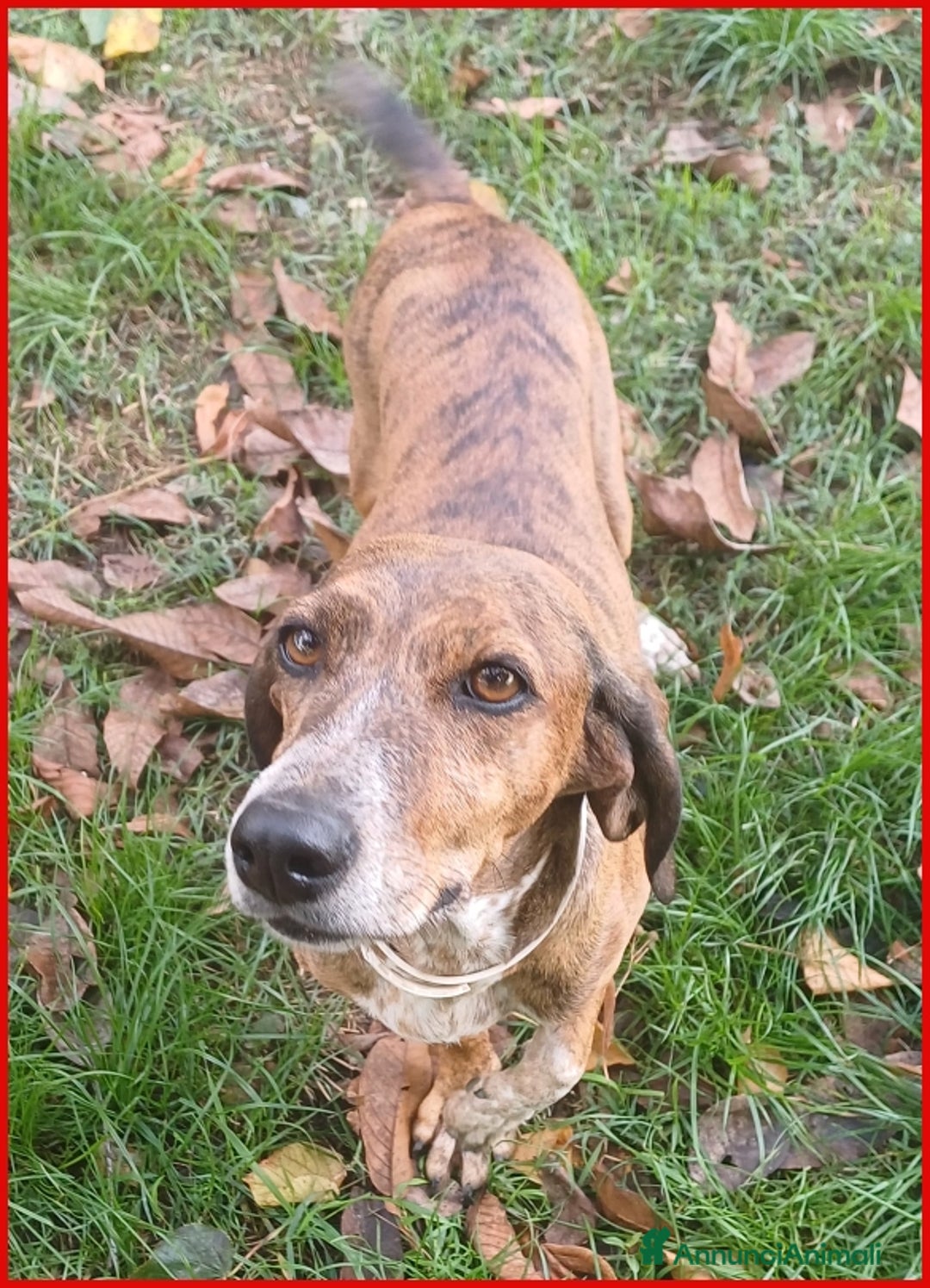 Segugio Maremmano cani in regalo: AIUTO PER SVITOL SEGUGIETTA 5 ANNI STA MEGLIO MA  a Città metropolitana di Milano - Annuncio 13