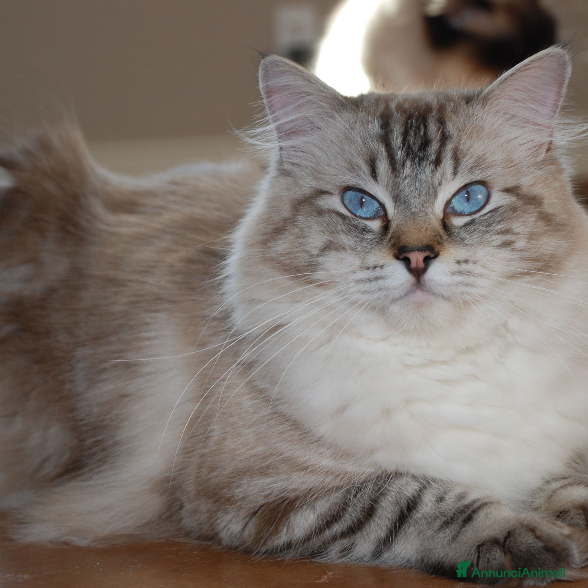 Ragdoll gatti Cuccioli ragdolls  - Annuncio 11