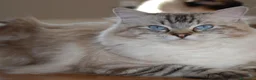 Ragdoll gatti in vendita: Cuccioli ragdolls  - Annuncio 1