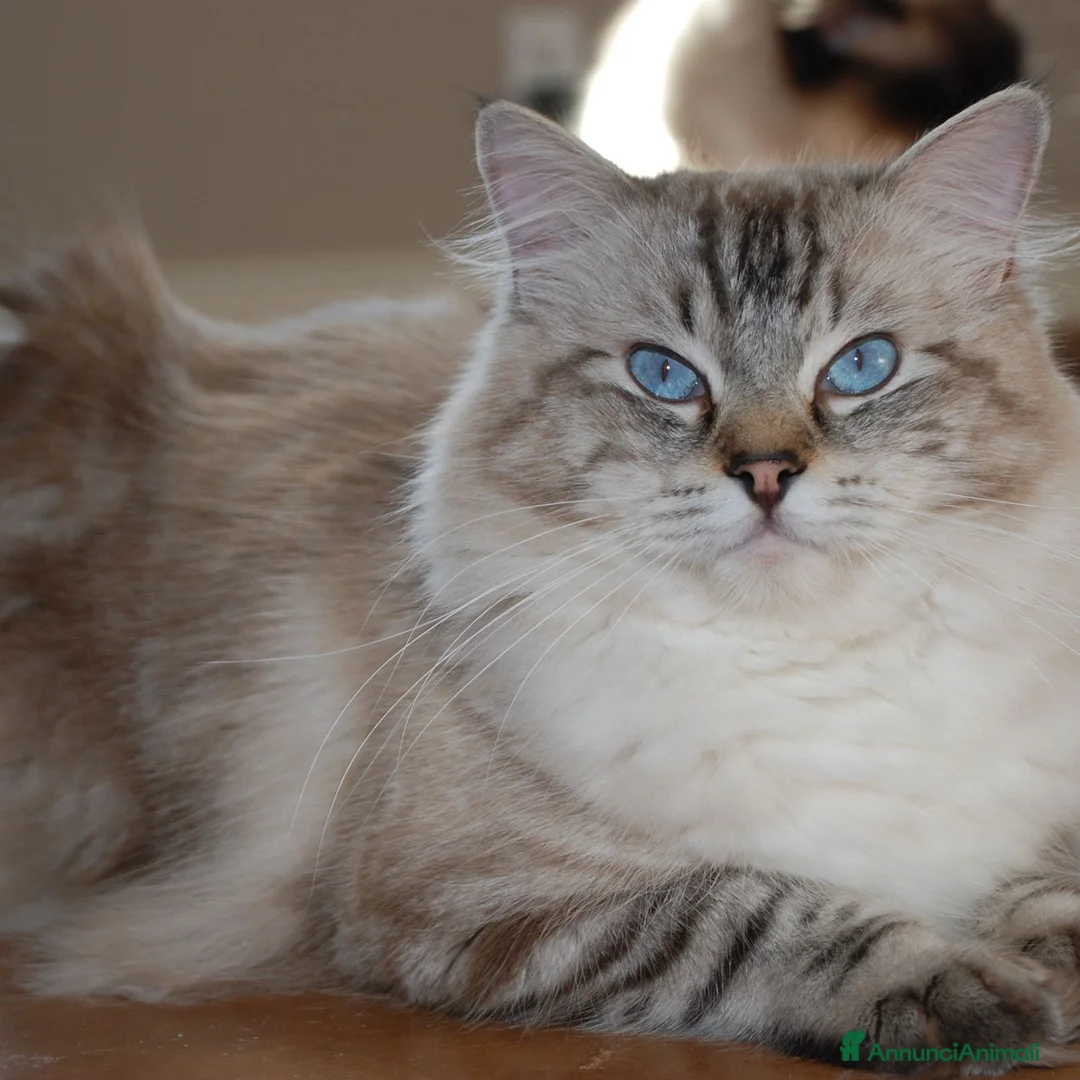 Ragdoll gatti in vendita: Cuccioli ragdolls  - Annuncio 1