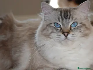 Ragdoll gatti Cuccioli ragdolls - Annuncio 11