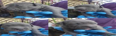 Blue nose 