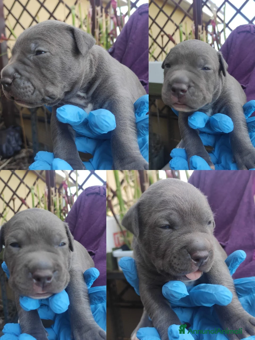 Pitbull cani in vendita: Cuccioli American Pitbull Terrier con pedigree - Annuncio 2