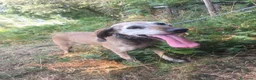 Segugio cani in regalo: Cani adulti meticcio e segugio  a Provincia di Como - Annuncio 2