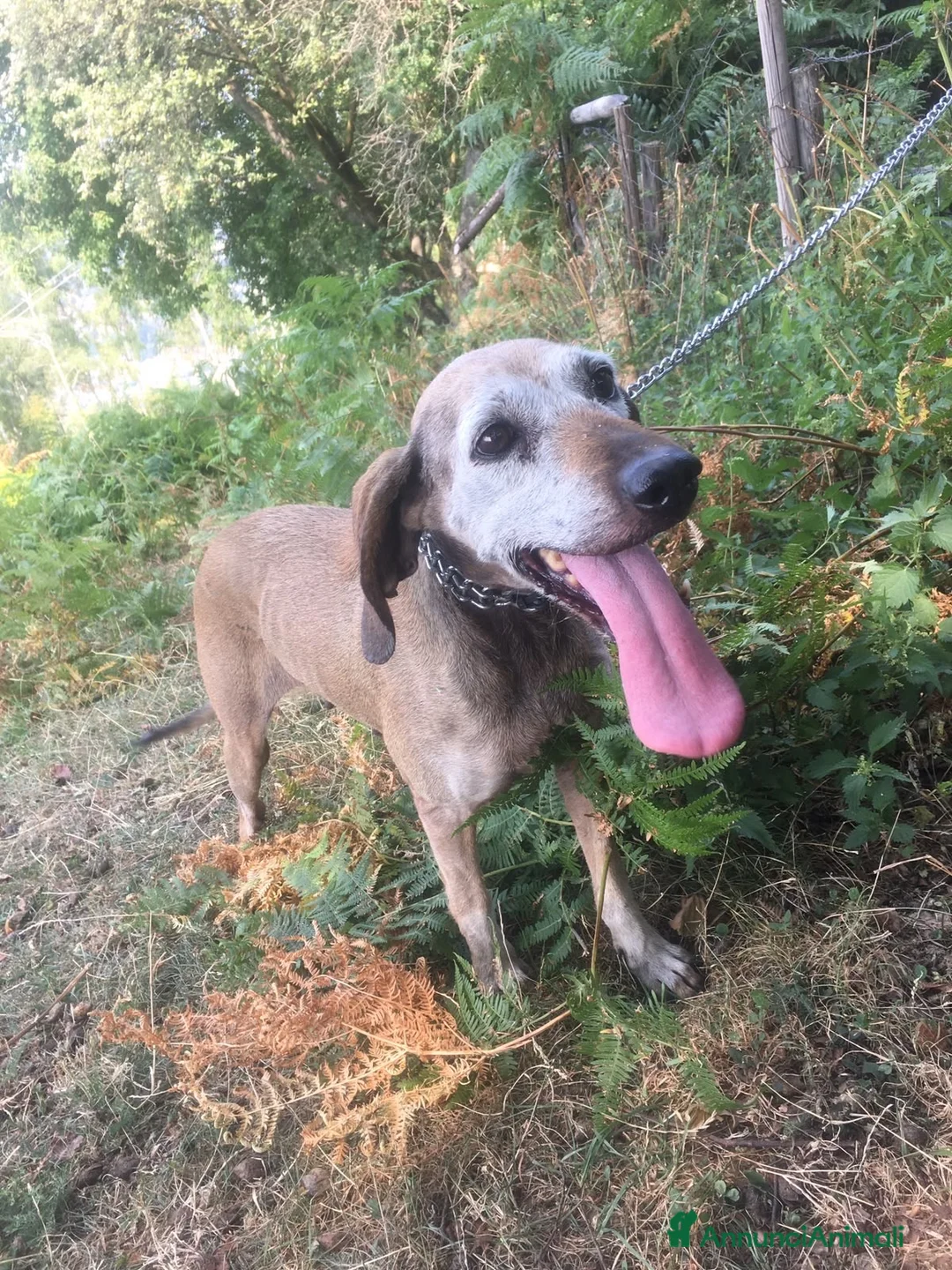 Segugio cani in regalo: Cani adulti meticcio e segugio  a Provincia di Como - Annuncio 2
