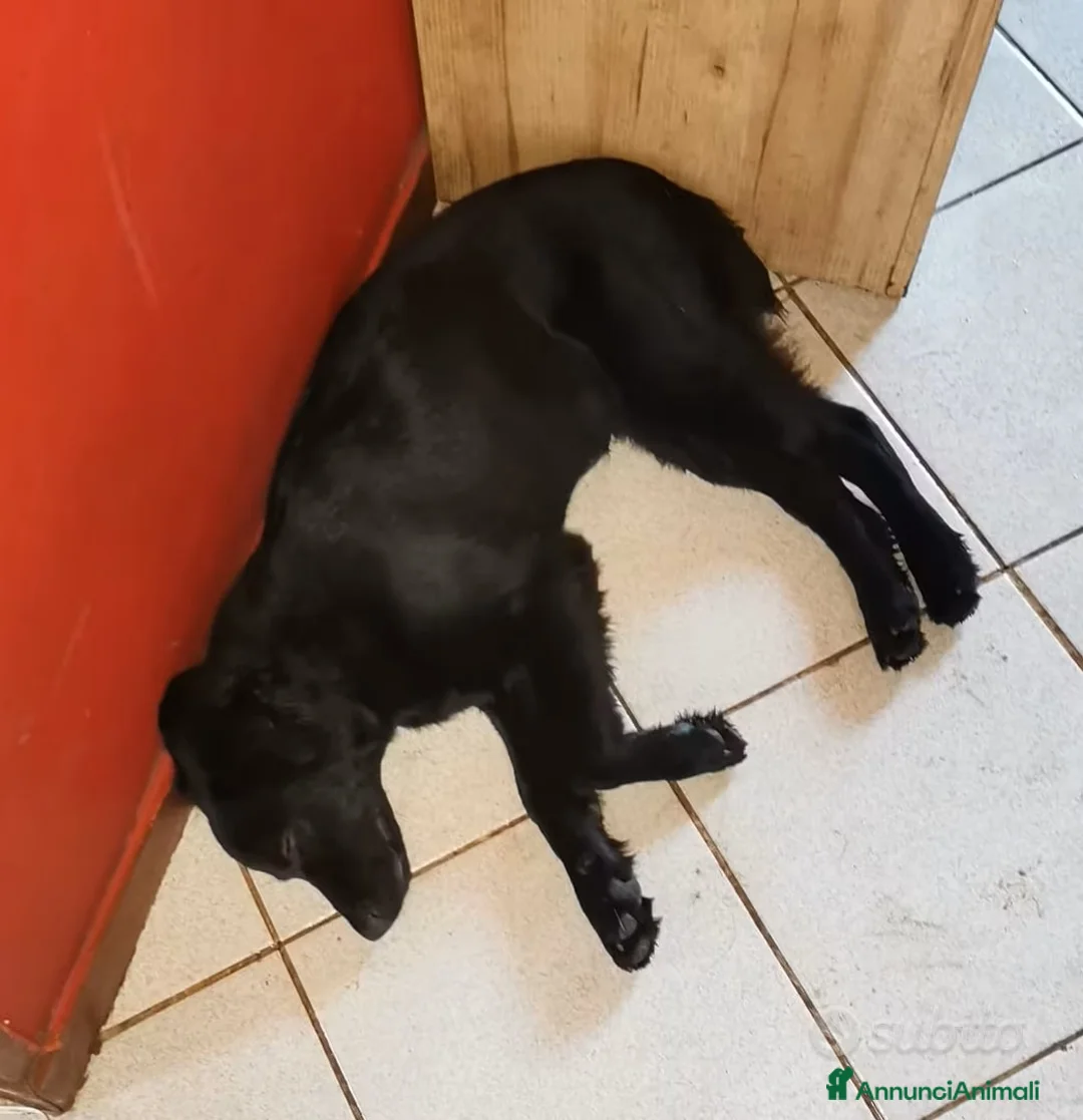Meticcio cani in regalo: Regalo Meticci - Annuncio 3